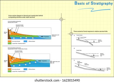 Fluvial cross section response to relative sea-level in basic concept of Stratigraphy