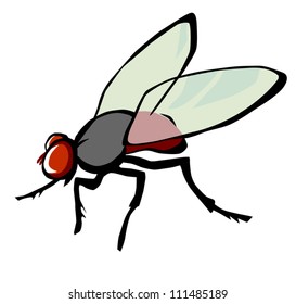 fly
