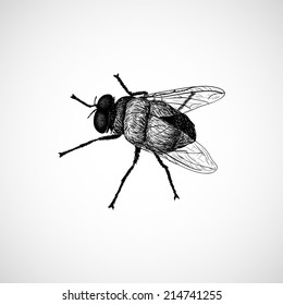 fly