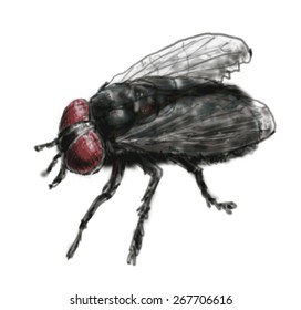 Fly