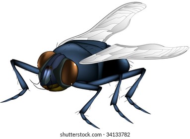 fly