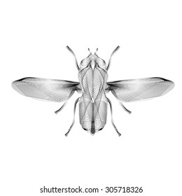 Fly. 3d hologram style vector illustration for prints, bag, tatto or t-shirt. Eps 10.