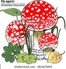 Fly agaric or amanita muscaria with forest grass. Vector image