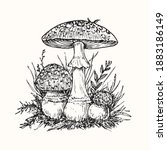 Fly agaric or amanita mushrooms group growing in grass, doodle black ink drawing, woodcut style