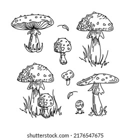 Fly agaric, Amanita, non-edible poisonous mushroom. Beautiful hand drawn graphic sketch illustration. For stickers, posters, postcards, design elements