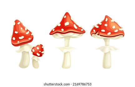 Fly Agaric or Fly Amanita White-spotted Mushroom with Red Cap Vector Set