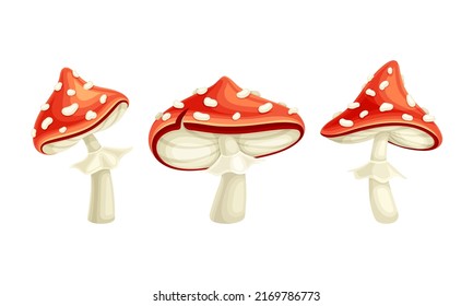 Fly Agaric or Fly Amanita White-spotted Mushroom with Red Cap Vector Set