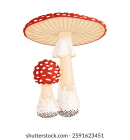 Fly agaric big and small mushrooms. Hand drawn flat style isolated icons. Poisonous toadstools Amanita Muscaria, Inedible mushrooms. Magic mushroom symbol autumn and summer woodlander illustration