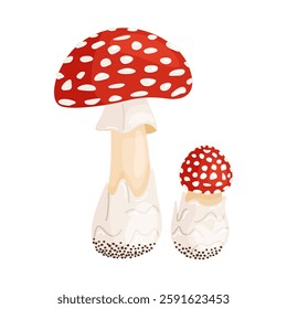 Fly agaric big and small mushrooms. Hand drawn flat style isolated icons. Poisonous toadstools Amanita Muscaria, Inedible mushrooms. Magic mushroom symbol autumn and summer woodlander illustration