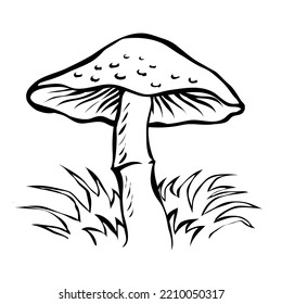 Vuela agaric con gorra. Hongos venenosos en el bosque. Dibujo artístico aislado del vector de dibujos animados. Esbozo de línea negra dibujado a mano