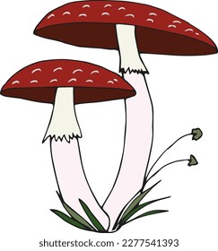 Fly agaric forest mushroom. Forest food. Vector illustration.
