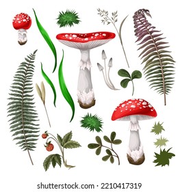 Fly agaric, fungus, mushroom, plants, berries isolated.Vector