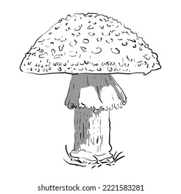 fly agaric hand drawn vector in black line with shadow