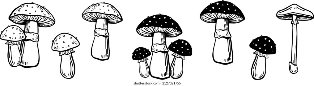 fly agaric illustration. Set of different mushrooms. Vector Collection of mushrooms