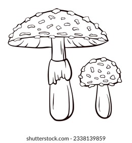 Fly agaric inedible mushroom in line art style. Hand drawn Amanita muscaria poisonous and medicinal mushroom. Vector illustration isolated on a white background.