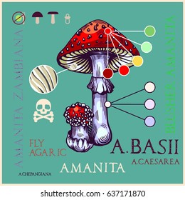 Fly agaric mushroom in engraved style. Subscribed with characteristics and several titles. Vector illustration with infographic elements and lettering.