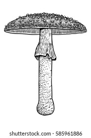 Fly agaric mushroom illustration, drawing, engraving, vector, line