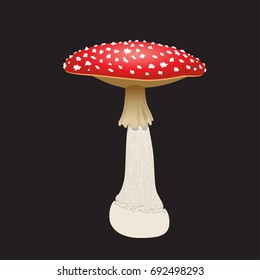 Fly agaric mushroom isolated on black background. Vector illustration
