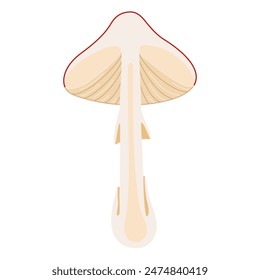 Fly seta de agárico en sección, seta roja venenosa. Dibujado a mano la mitad de una Amanita muscaria. Hongo de bosque alucinógeno y psicodélico. Hongo mágico de estilo plano de moda aislado. Ilustración vectorial