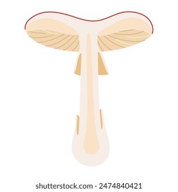 Fly seta de agárico en sección, seta roja venenosa. Dibujado a mano la mitad de una Amanita muscaria. Hongo de bosque alucinógeno y psicodélico. Hongo mágico de estilo plano de moda aislado. Ilustración vectorial