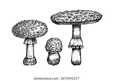 Fly agaric mushroom - sketch drawing set. Hand-drawn outline illustration in engraving style. Vector clipart
