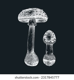 Fly agaric mushroom sketch. Hand-drawn deadly poisonous fungus illustration. Amanita mushroom drawing on chalkboard. Poisonous forest plants design element