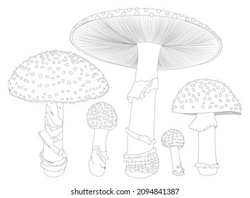 Fly agaric. A mushroom or toadstool. Different growth of mushrooms.