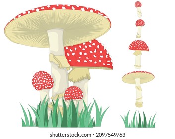 Fly agaric. A mushroom or toadstool. Different growth of mushrooms. Vector illustration.