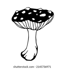 Fly agaric mushroom. Vector graphics. Forest plants.