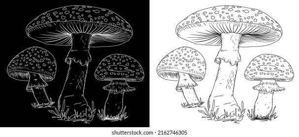 Fly agaric mushrooms black and white sketch. Vector illustration isolated on white and black background. Clipart.