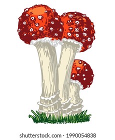 Fly agaric, non-edible poisonous forest mushrooms sketch. Card, banner, poster, sticker with fly agaric. Amanita mushroom. Poisonous forest mushroom. Vector illustration.