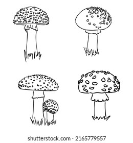 Fly agaric, non-edible poisonous forest mushrooms sketch vector illustration isolated.