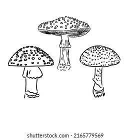 Fly agaric, non-edible poisonous forest mushrooms sketch vector illustration isolated.