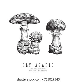 Fly agaric, non-edible poisonous forest mushrooms sketch vector illustration isolated.