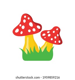 fly agaric on green grass