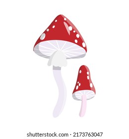 
fly agaric on the white background