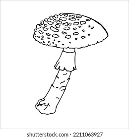 Fly Agaric Outline  for product design