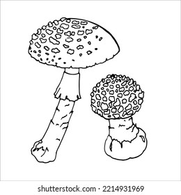 Fly Agaric Outline for product design