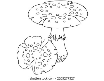 Fly Agaric, Poisonous Spotted Mushrooms - Vector Linear Picture For Coloring. Outline. Amanita Poisonous Mushrooms - Element For Coloring Book