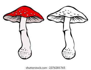 Fly agaric with a red cap. Poisonous mushroom. Cartoon vector isolated illustration color and black. Hand drawn line sketch. Coloring for kids