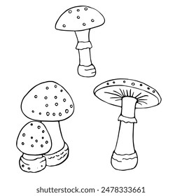 fly agaric set black and white linear image for coloring