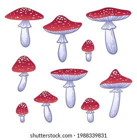 Fly agaric set. Hand drawn vector mushrooms. Hand drawn vector illustration. Red poisonous mushroom.