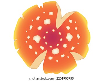 Fly agaric, spotted mushroom cap - vector full color picture. Fly agaric bright poisonous mushroom