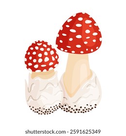 Fly agaric, two small mushrooms. Hand drawn flat style isolated icons. Poisonous toadstools Amanita Muscaria, Inedible mushrooms. Magic mushroom symbol autumn and summer woodlander illustration