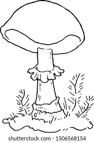 fly agaric. vector illustration. linear  mushroom. natural forest fungus on white background. hand drawn picture with black stroke. template for coloring book. single object