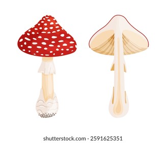 Fly agaric whole and cut in half mushrooms. Hand drawn flat style isolated icons. Poisonous toadstools Amanita Muscaria, Inedible mushrooms. Magic symbol autumn and summer woodlander illustration