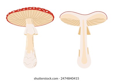 Seta entera y media, seta roja venenosa. Dibujado a mano Amanita muscaria. Hongo de bosque alucinógeno y psicodélico. Hongo mágico de estilo plano de moda aislado. Ilustración vectorial