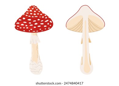 Seta entera y media, seta roja venenosa. Dibujado a mano Amanita muscaria. Hongo de bosque alucinógeno y psicodélico. Hongo mágico de estilo plano de moda aislado. Ilustración vectorial