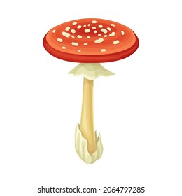 Ilustración vectorial del hongo venenoso de la selva salvaje Fly agaric
