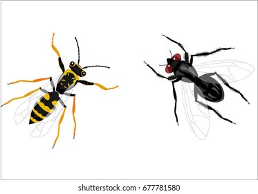 Fly and bee isolated on white vector illustration